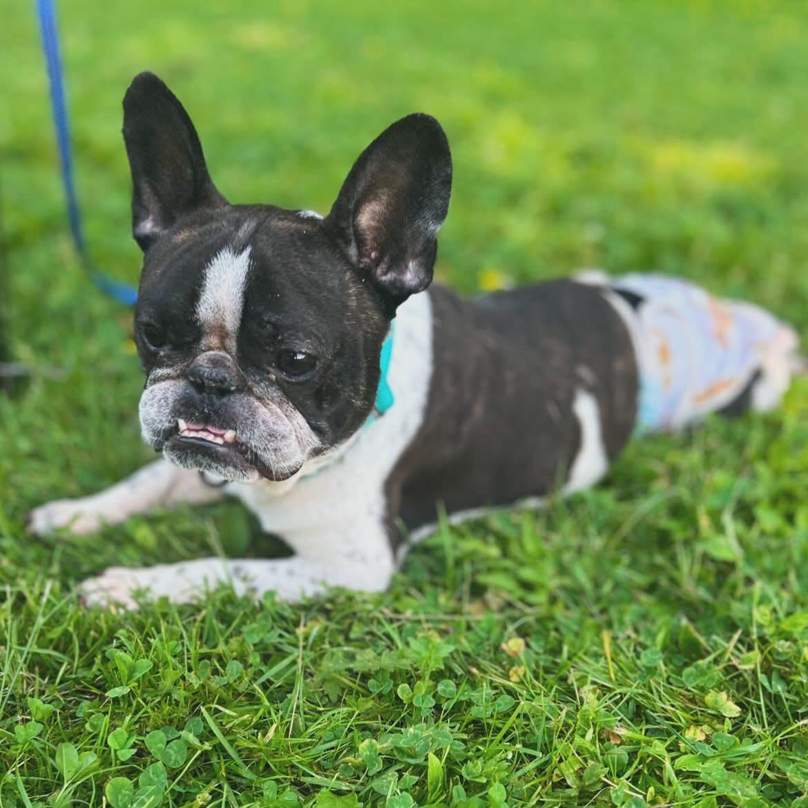 Enlarge Montay, a ADOPTABLE French Bulldog in West Falls, NY image 2/5