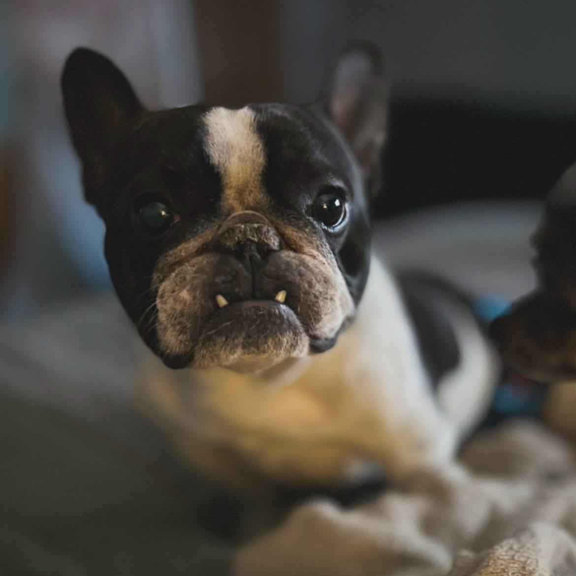 Enlarge Montay, a ADOPTABLE French Bulldog in West Falls, NY image 4/5