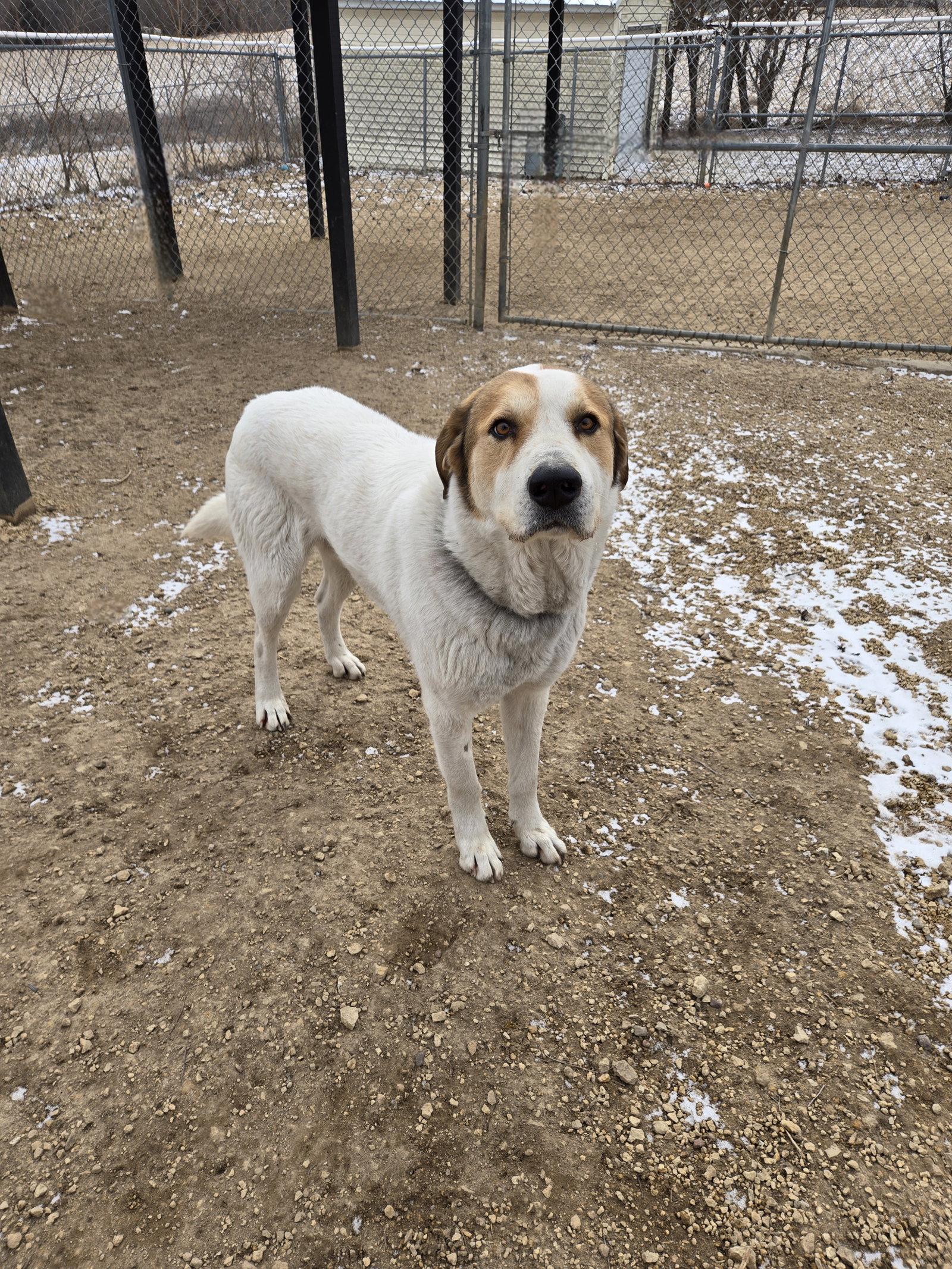 Goofy, Adopted, Adult Male Great Pyrenees.
