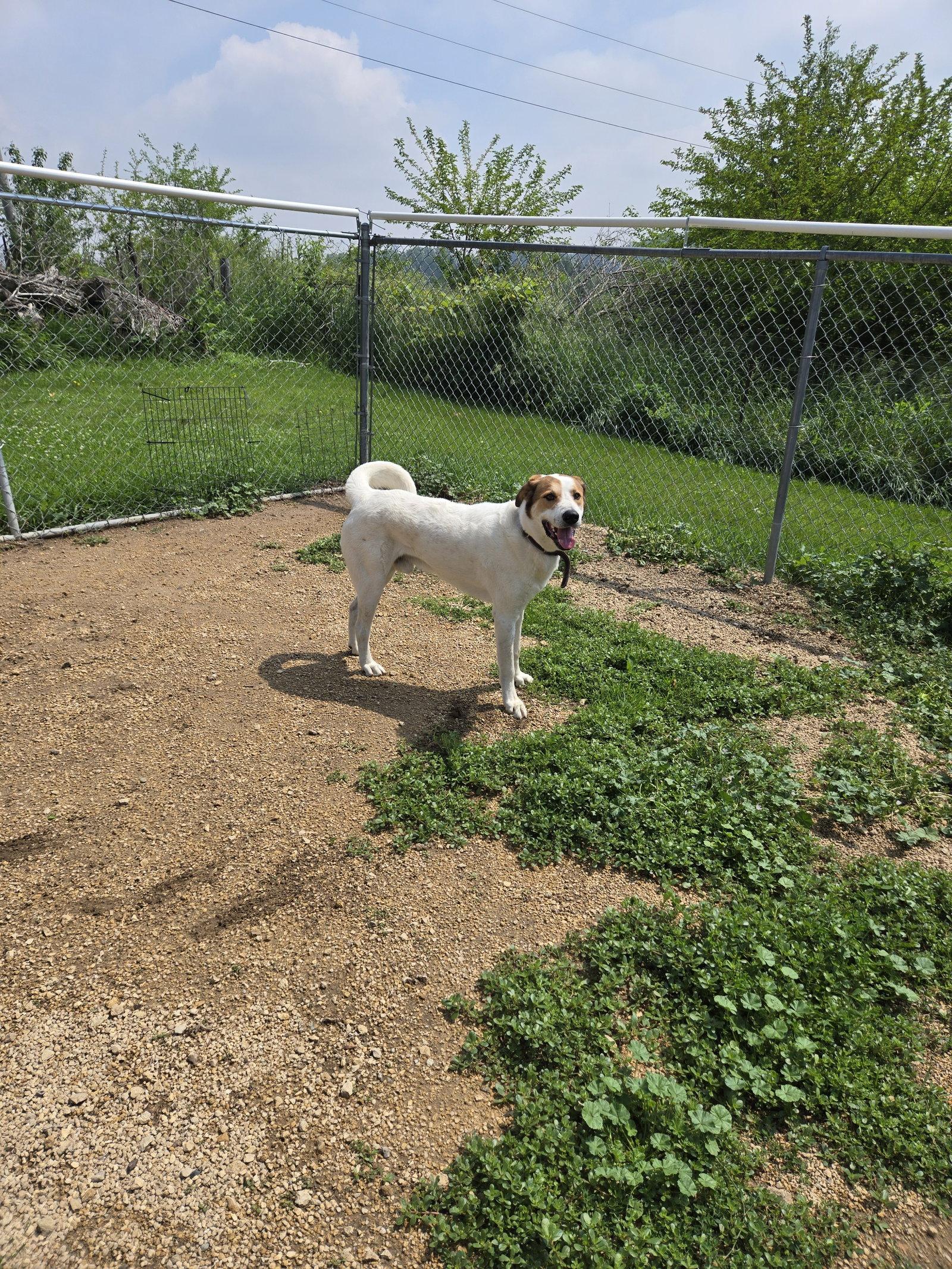 Enlarge Goofy, a Adopted Great Pyrenees in Maquoketa, IA image 2/2