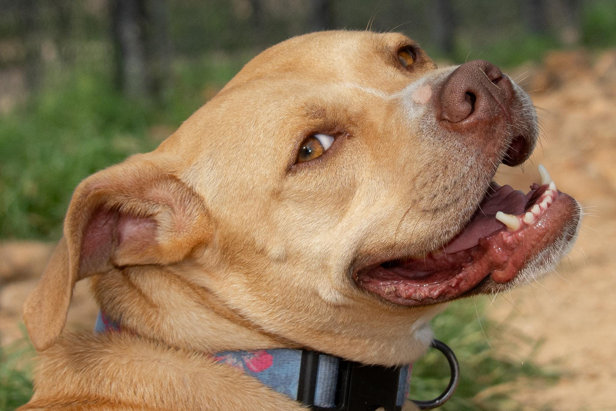 Enlarge Sky, a Adoptable mixed breed in Richmond, TX image 5/5