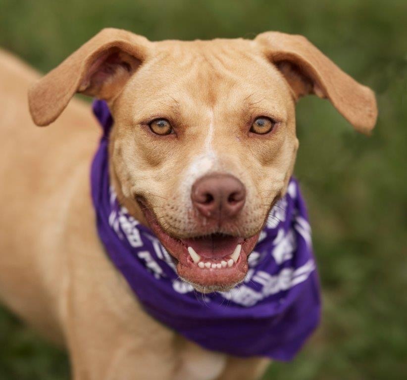 Enlarge Sky, a Adoptable mixed breed in Richmond, TX image 4/5