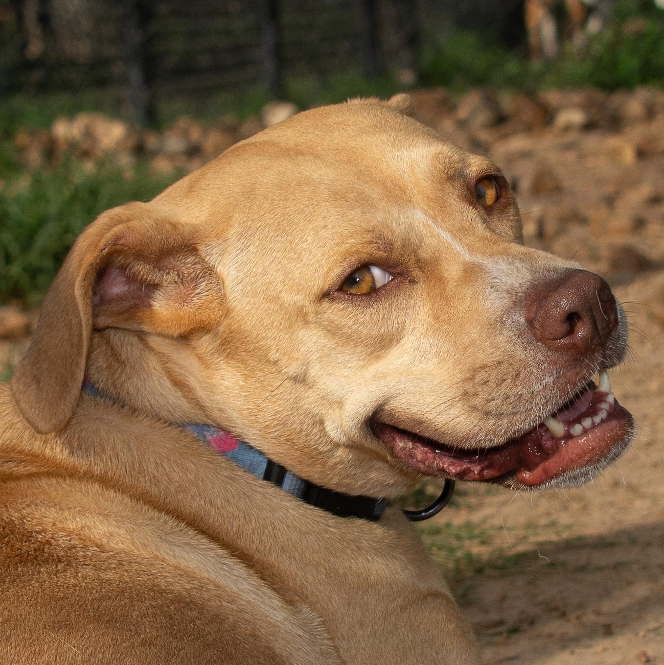 Sky, Adoptable, Adult Female Labrador Retriever & Pit Bull Terrier.