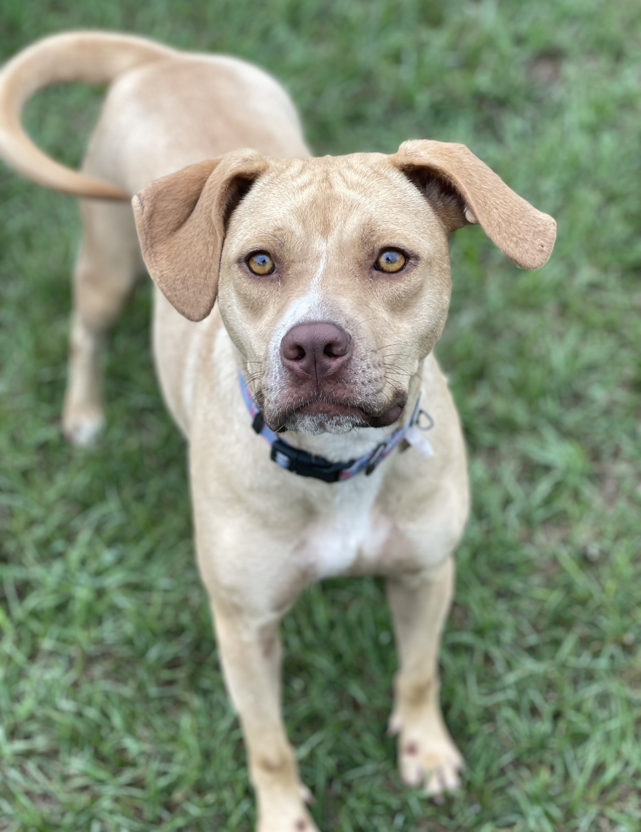 Enlarge Sky, a Adoptable mixed breed in Richmond, TX image 2/5