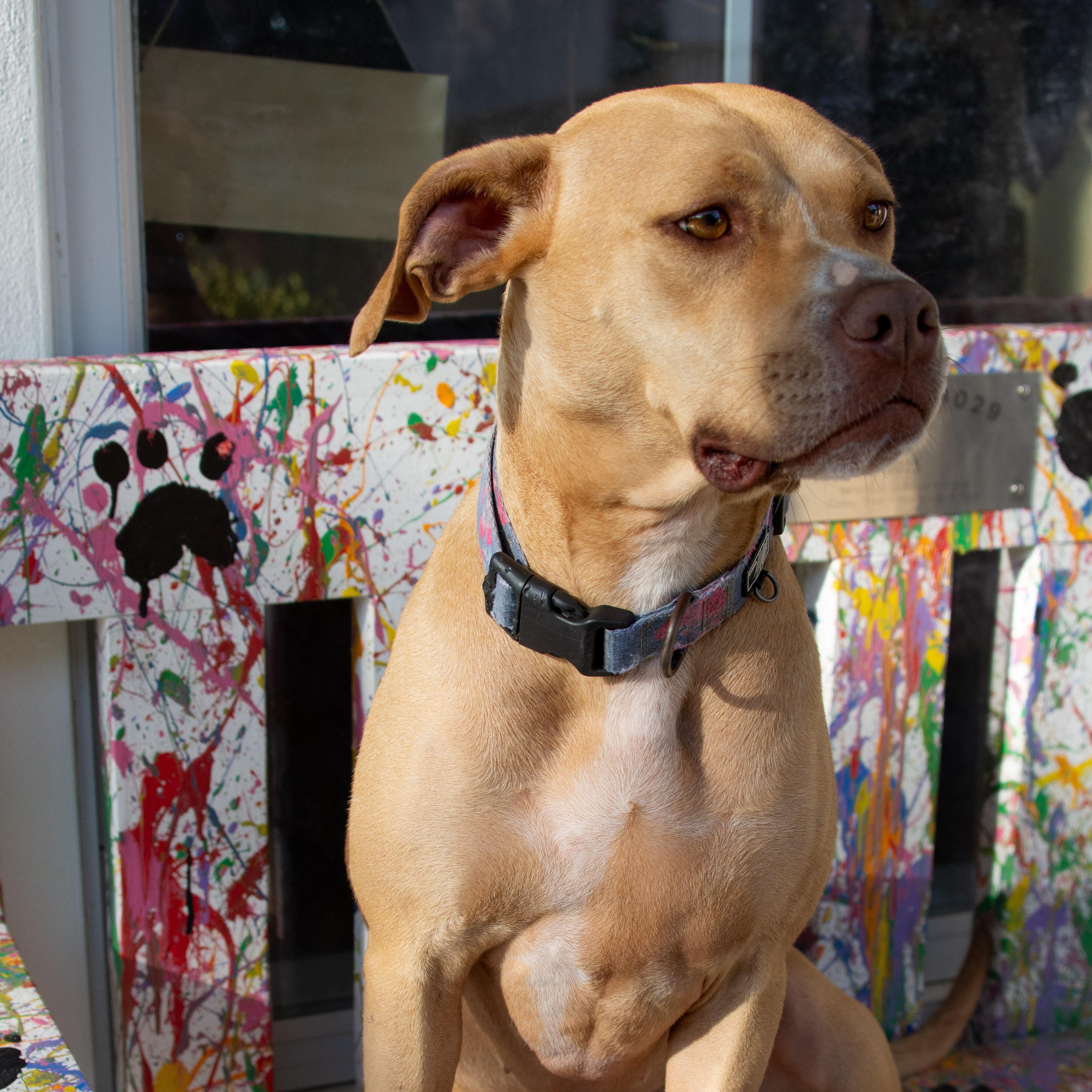 Sky, Adoptable, Adult Female Labrador Retriever & Pit Bull Terrier.