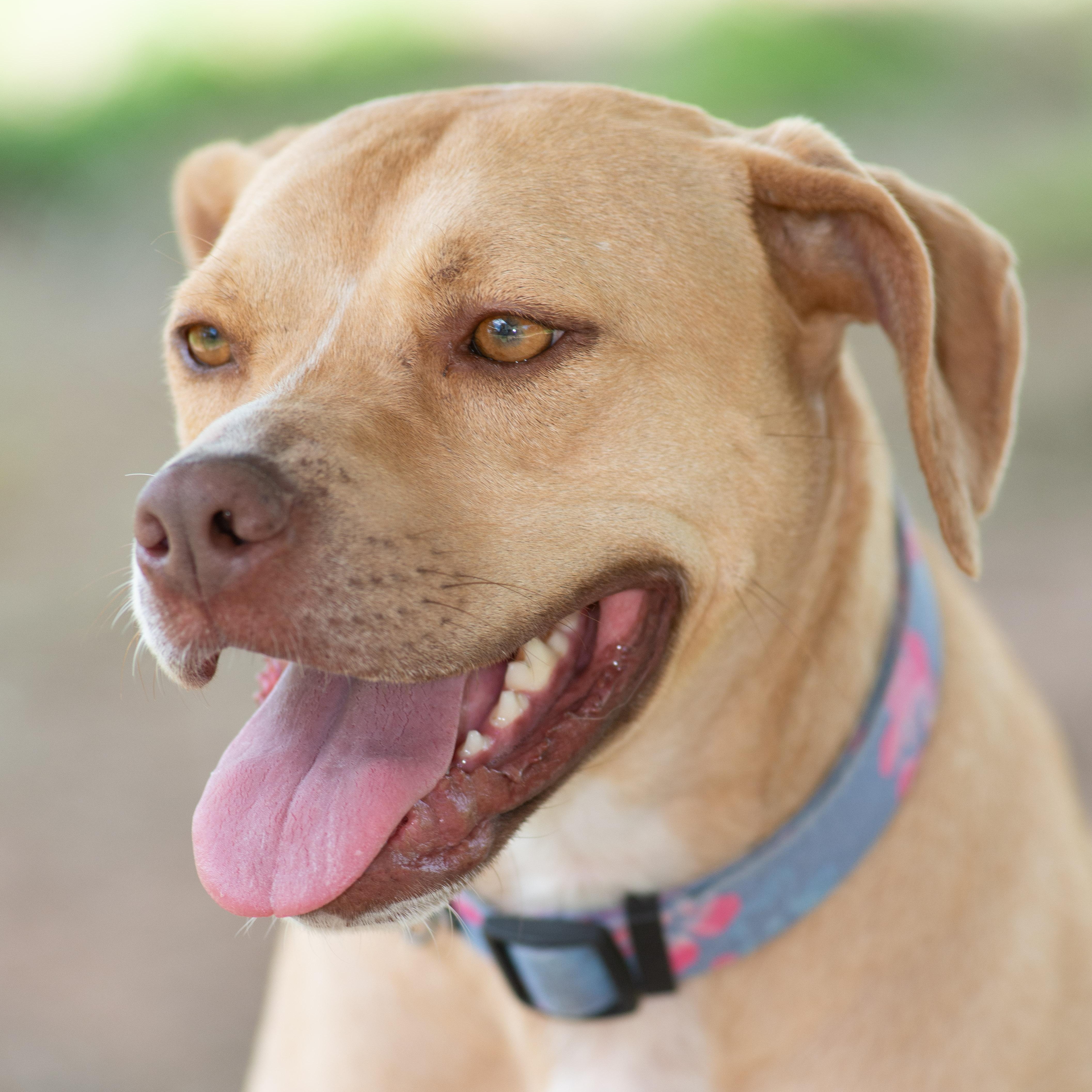 Enlarge Sky, a Adoptable mixed breed in Richmond, TX image 3/5