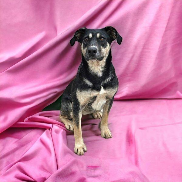 Enlarge Azalea, a Adoptable Shepherd in Hastings, MN image 1/4