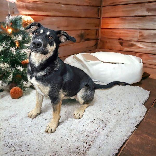 Enlarge Azalea, a Adoptable Shepherd in Hastings, MN image 2/4