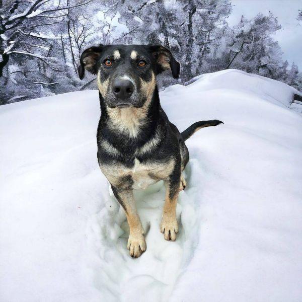 Azalea, Adoptable, Young Female Shepherd.