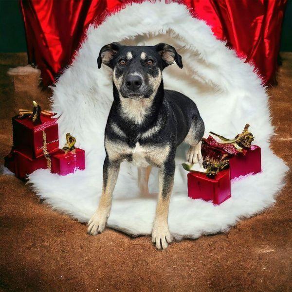 Enlarge Azalea, a Adoptable Shepherd in Hastings, MN image 4/4