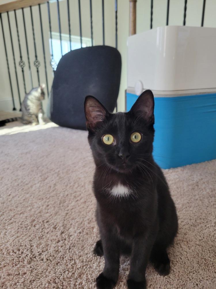 Enlarge Joe, a Adoptable Domestic Short Hair in Raleigh, NC image 1/3