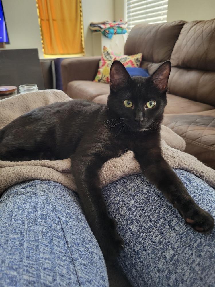 Enlarge Joe, a Adoptable Domestic Short Hair in Raleigh, NC image 2/3