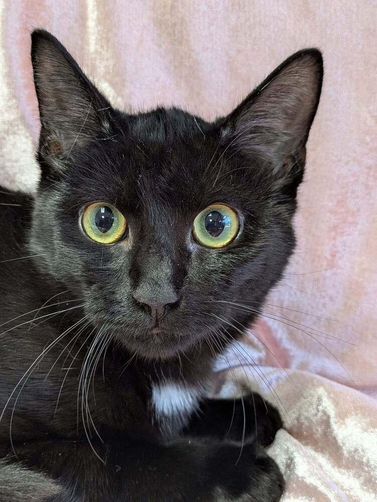 Enlarge Joe, a Adoptable Domestic Short Hair in Raleigh, NC image 3/3