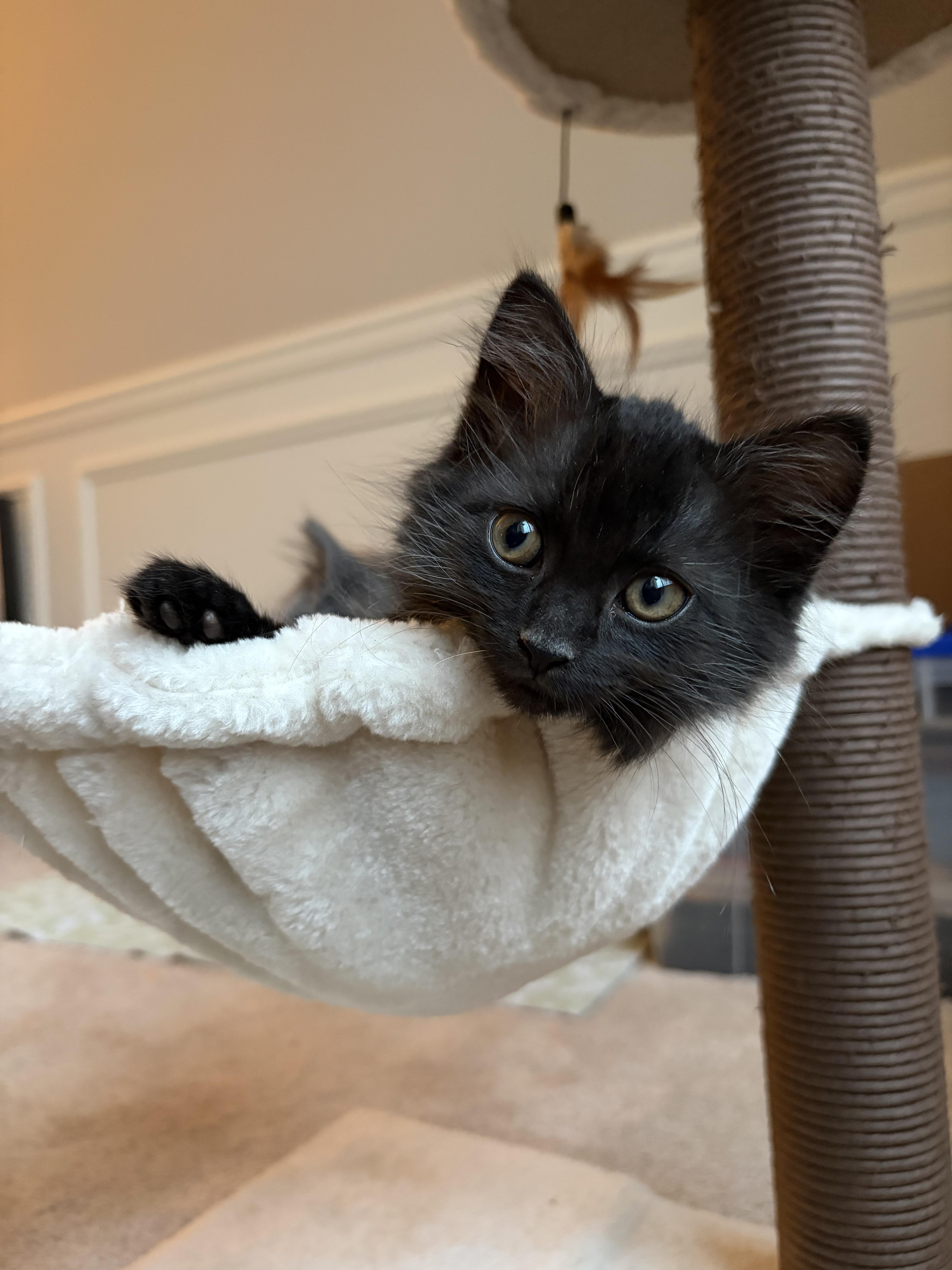 Midnight, a ADOPTABLE Domestic Long Hair in Bonney Lake, WA image 2/5