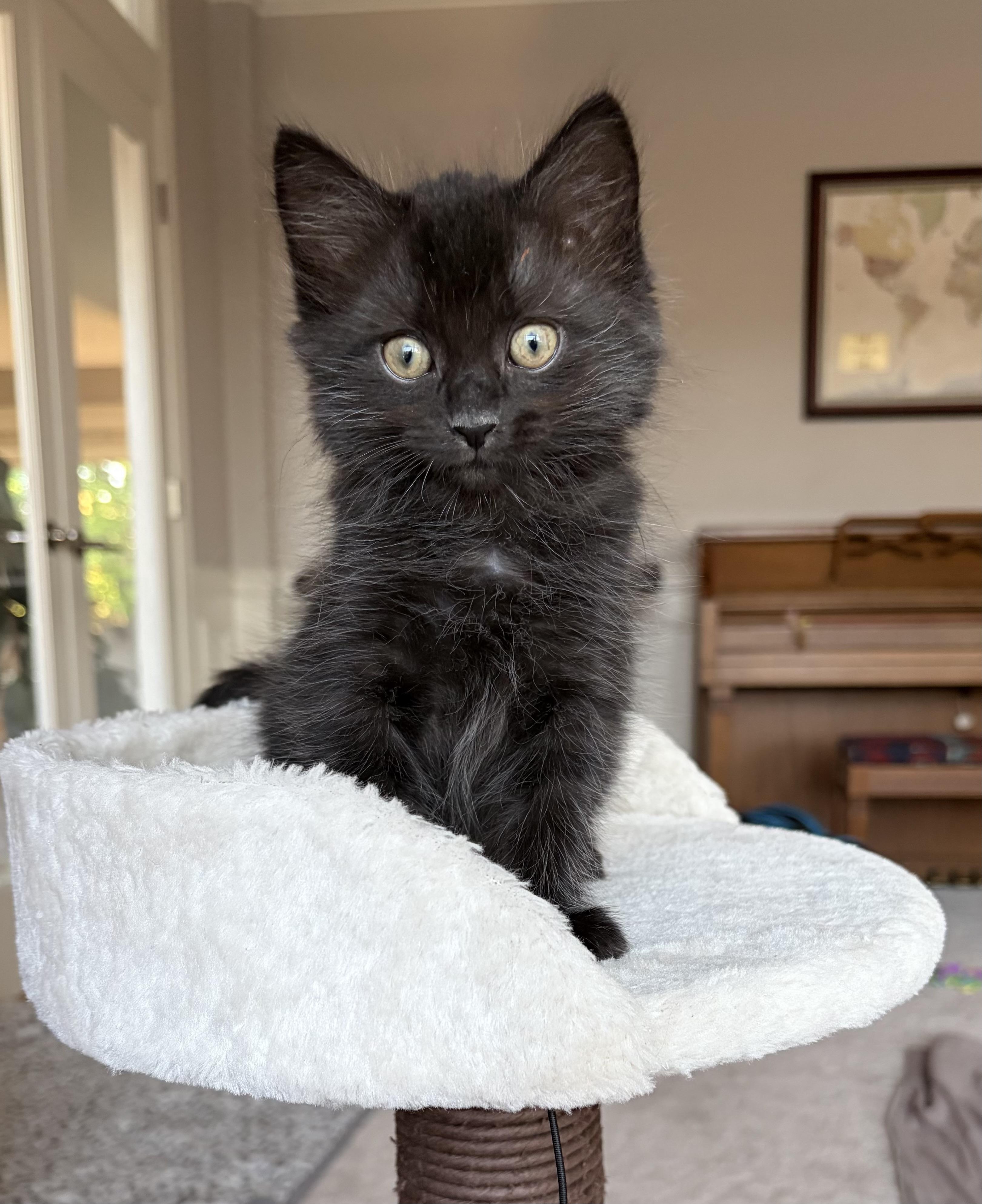 Midnight, a ADOPTABLE Domestic Long Hair in Bonney Lake, WA image 3/5