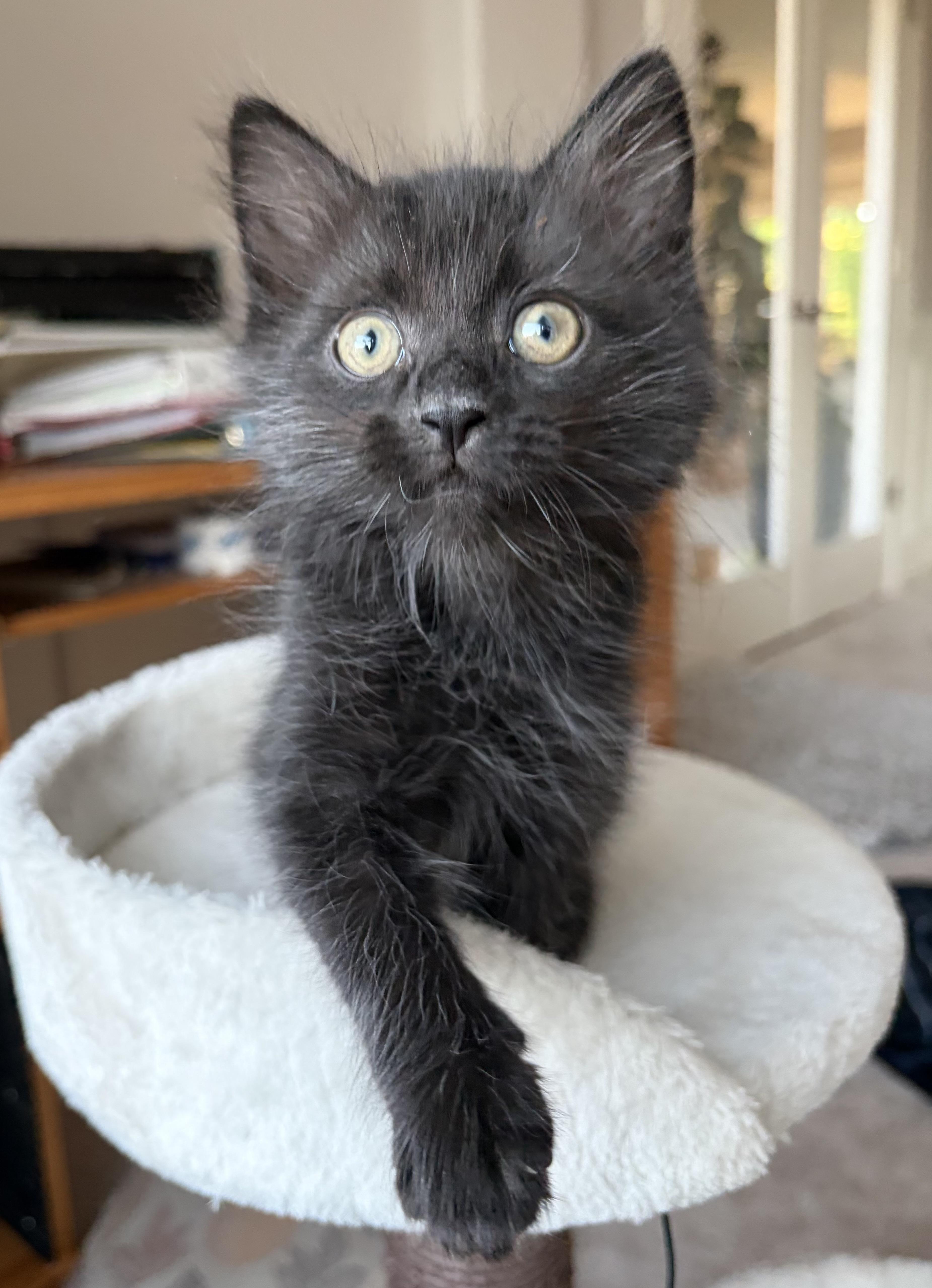 Midnight, ADOPTABLE, Kitten Male Domestic Long Hair.