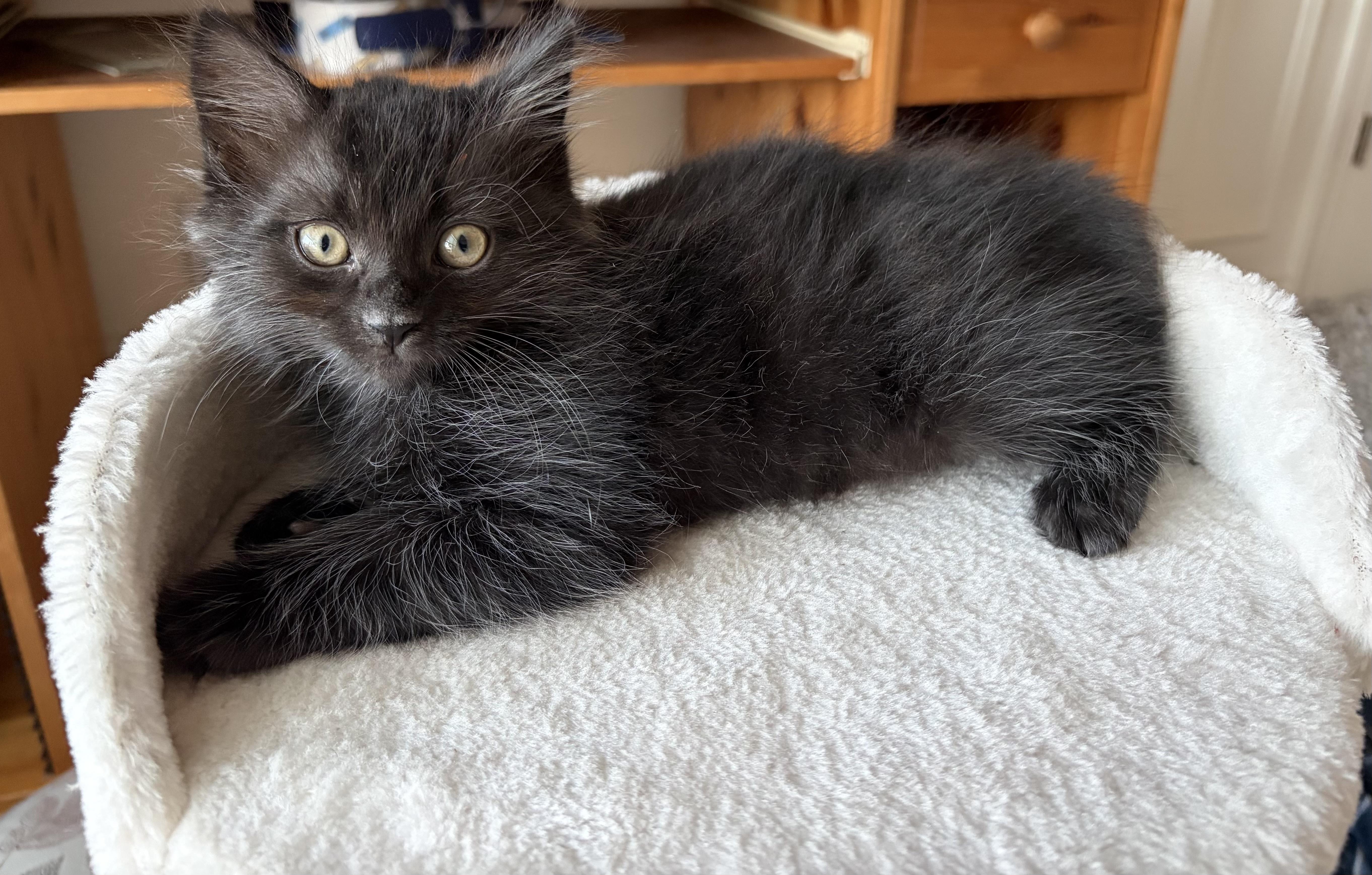 Midnight, a ADOPTABLE Domestic Long Hair in Bonney Lake, WA image 4/5