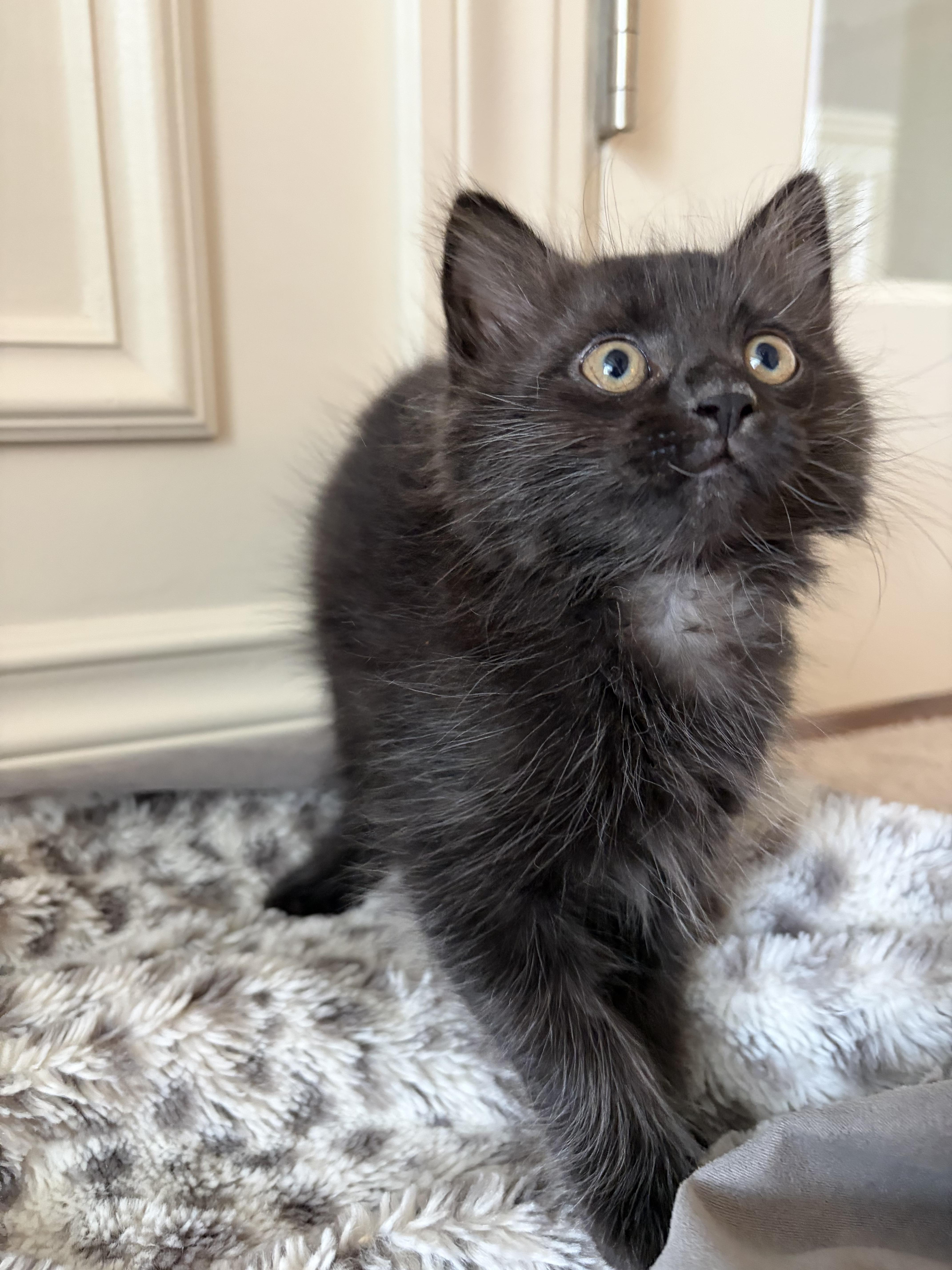 Midnight, a ADOPTABLE Domestic Long Hair in Bonney Lake, WA image 5/5