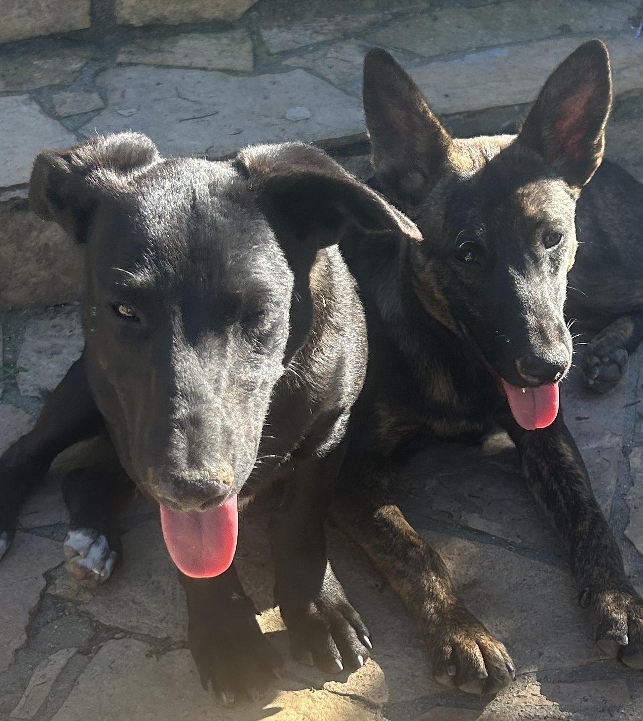 GLORIA , a ADOPTABLE Mixed Breed in El Cajon, CA image 4/6