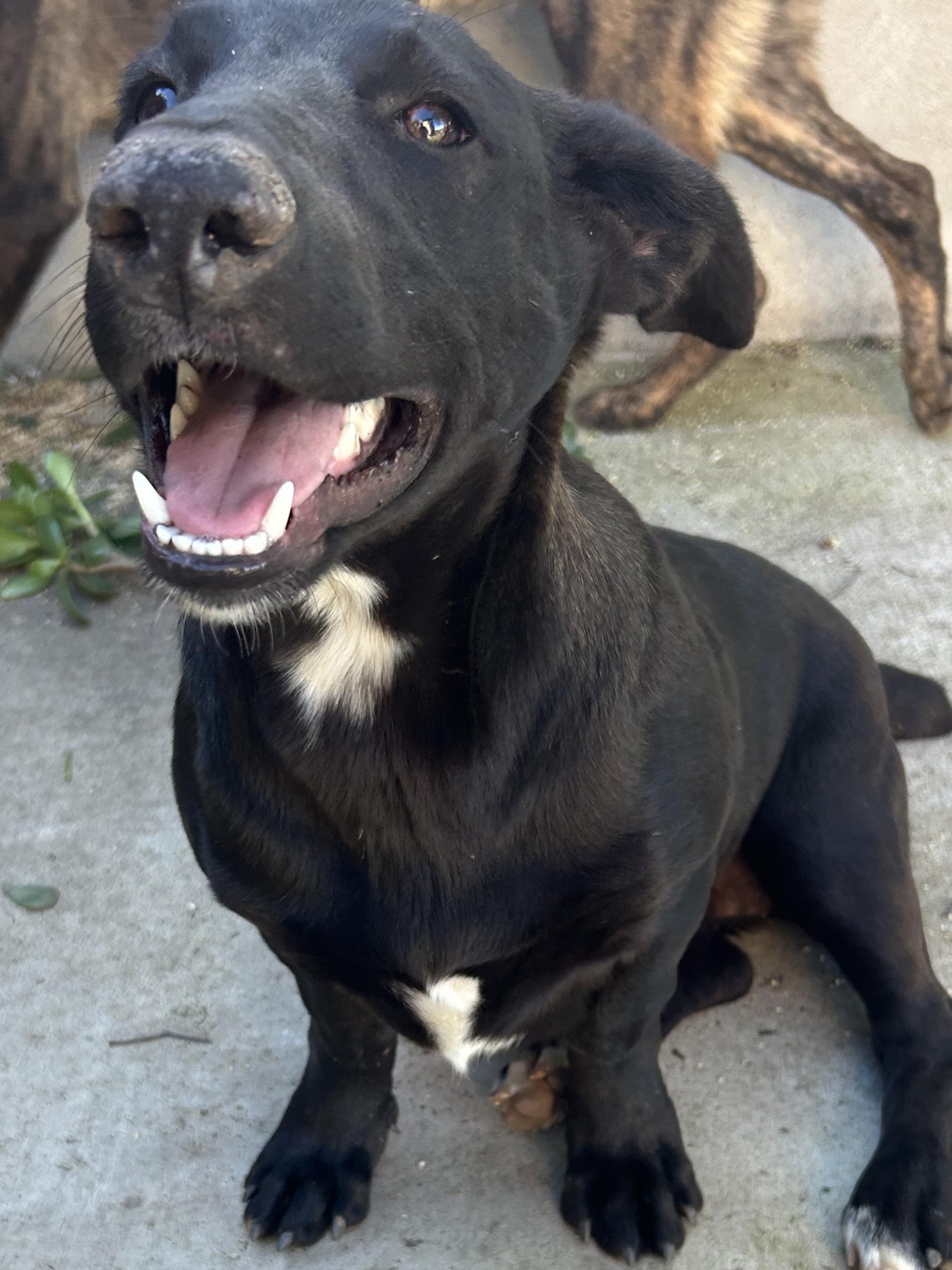 GLORIA , a ADOPTABLE Mixed Breed in El Cajon, CA image 3/6