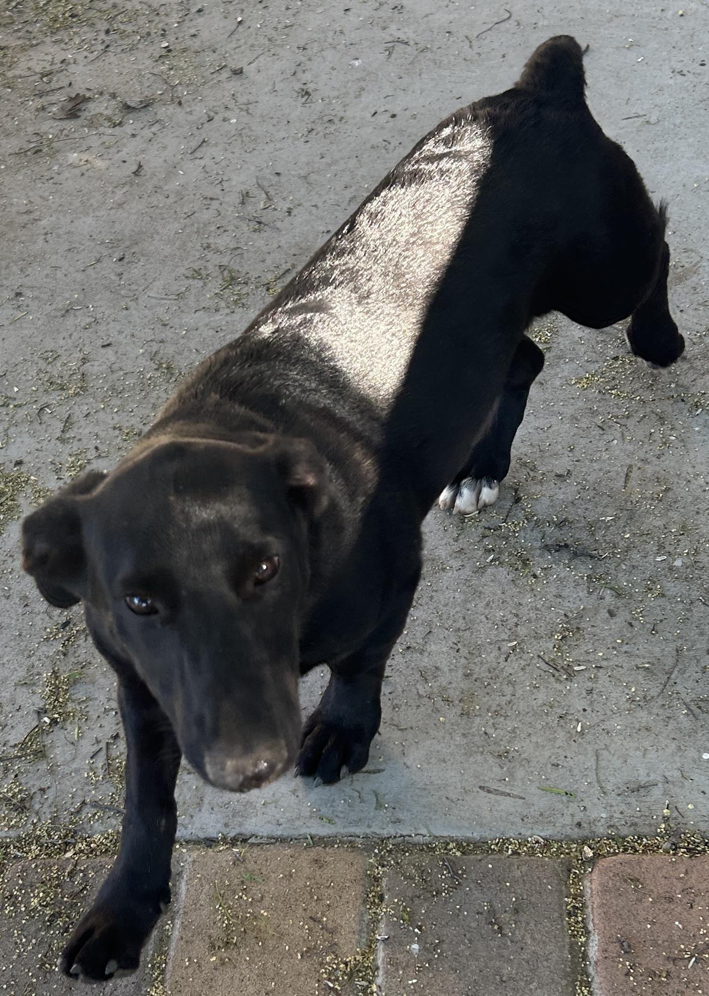 GLORIA , a ADOPTABLE Mixed Breed in El Cajon, CA image 2/6