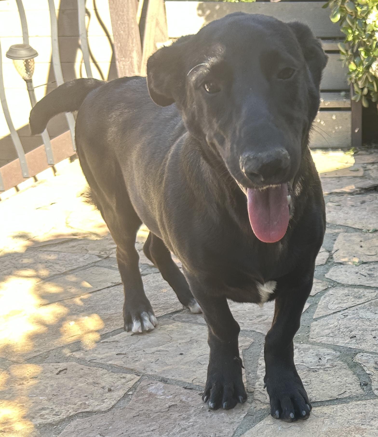 GLORIA , ADOPTABLE, Young Female Mixed Breed.