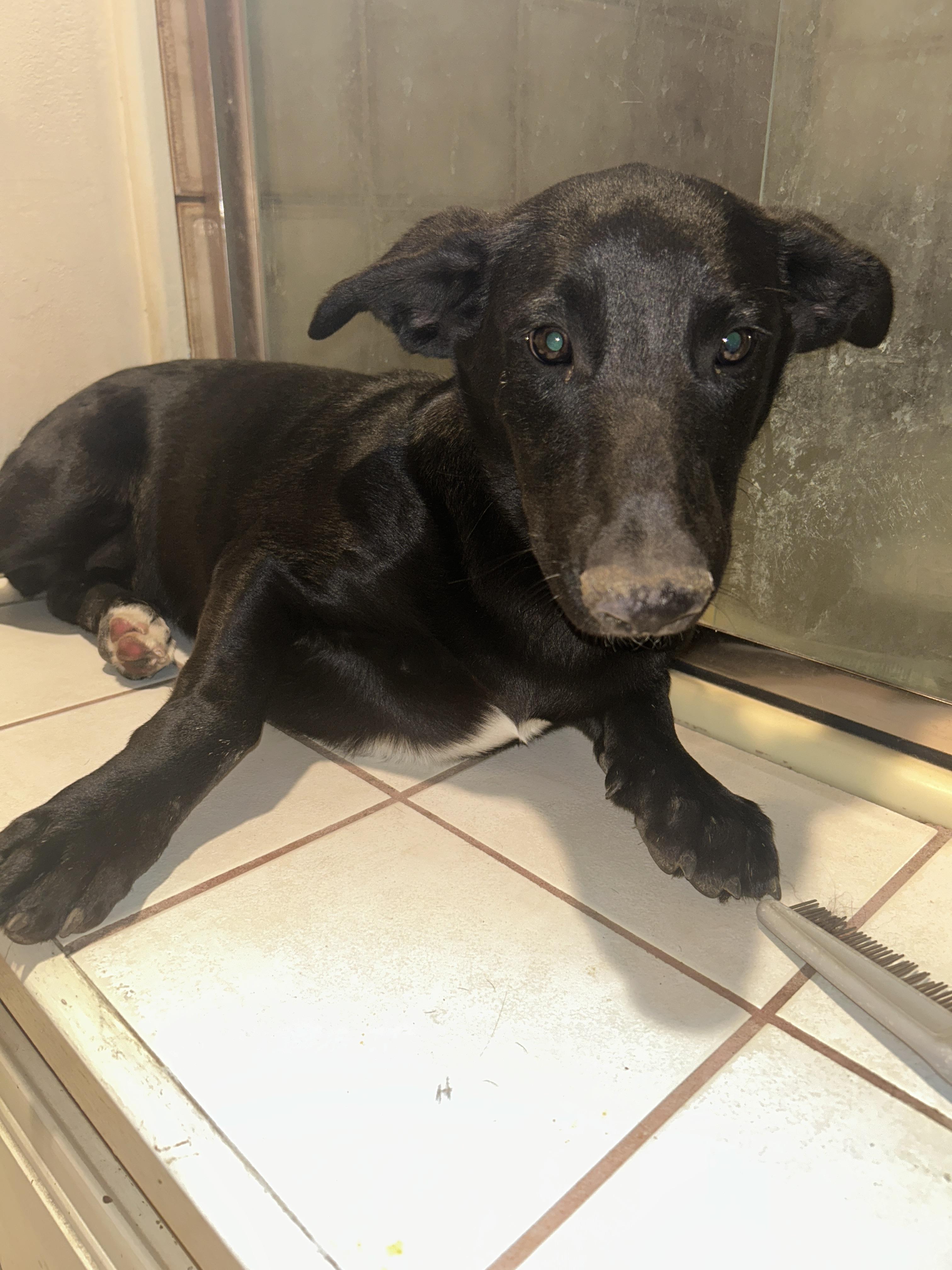 GLORIA , a ADOPTABLE Mixed Breed in El Cajon, CA image 6/6