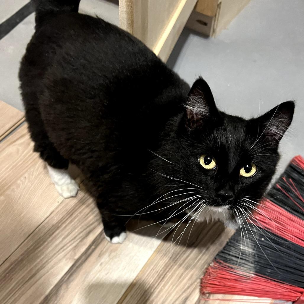 Enlarge Sylvie, a Adoptable Domestic Medium Hair in Tulsa, OK image 1/4