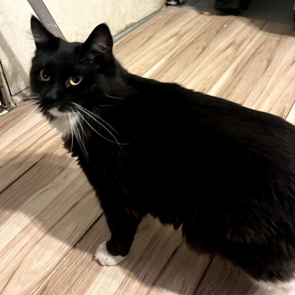 Enlarge Sylvie, a Adoptable Domestic Medium Hair in Tulsa, OK image 2/4