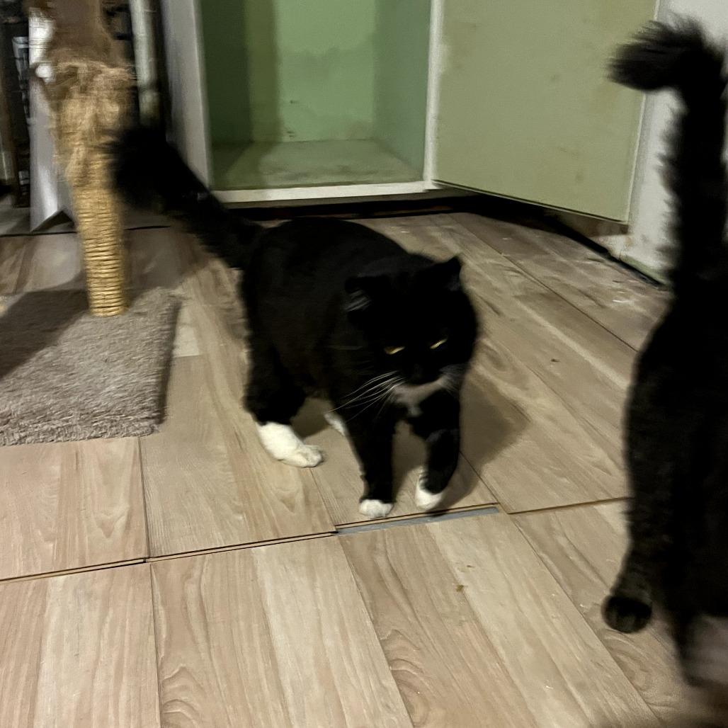 Enlarge Sylvie, a Adoptable Domestic Medium Hair in Tulsa, OK image 4/4