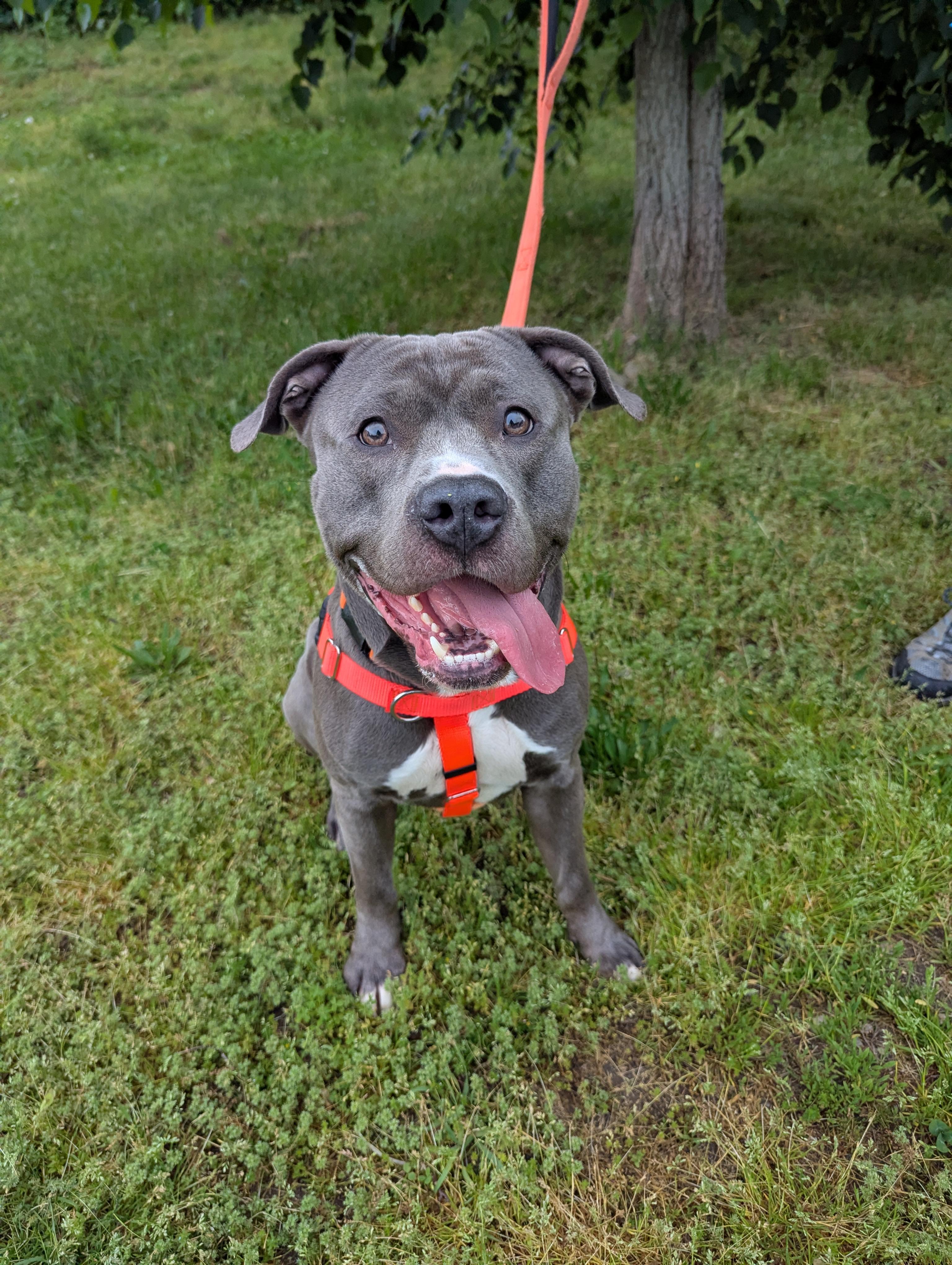Logan, a ADOPTABLE mixed breed in Stratford, CT image 1/5
