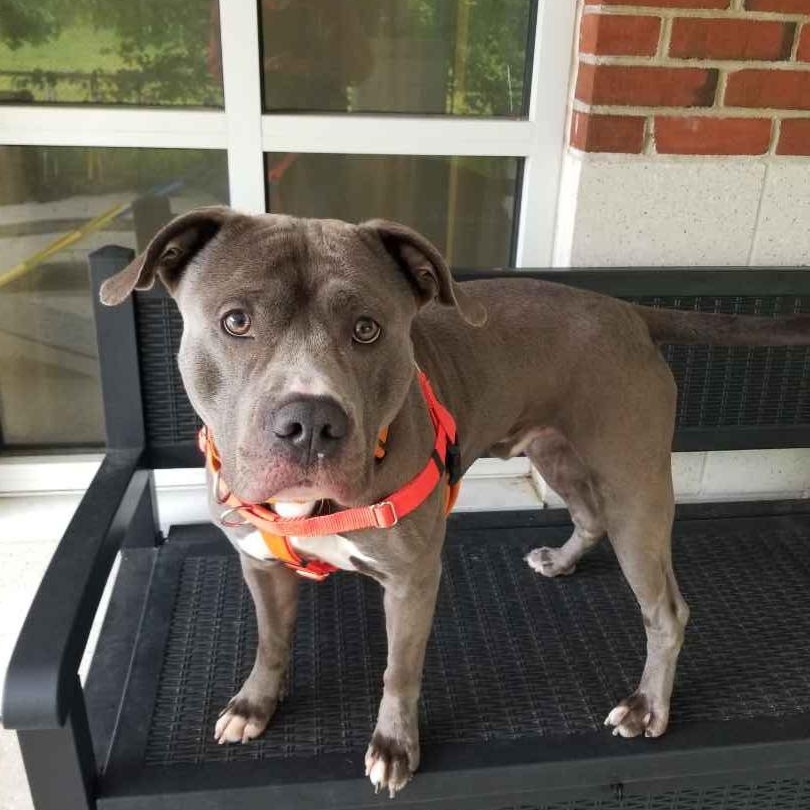 Logan, a ADOPTABLE mixed breed in Stratford, CT image 5/5