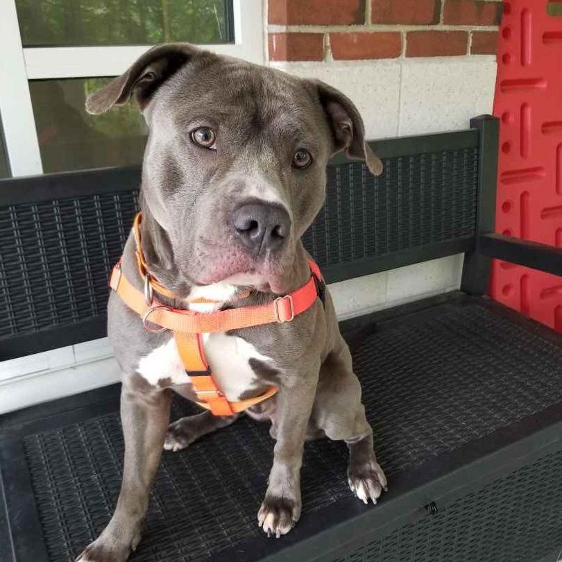Logan, a ADOPTABLE mixed breed in Stratford, CT image 4/5