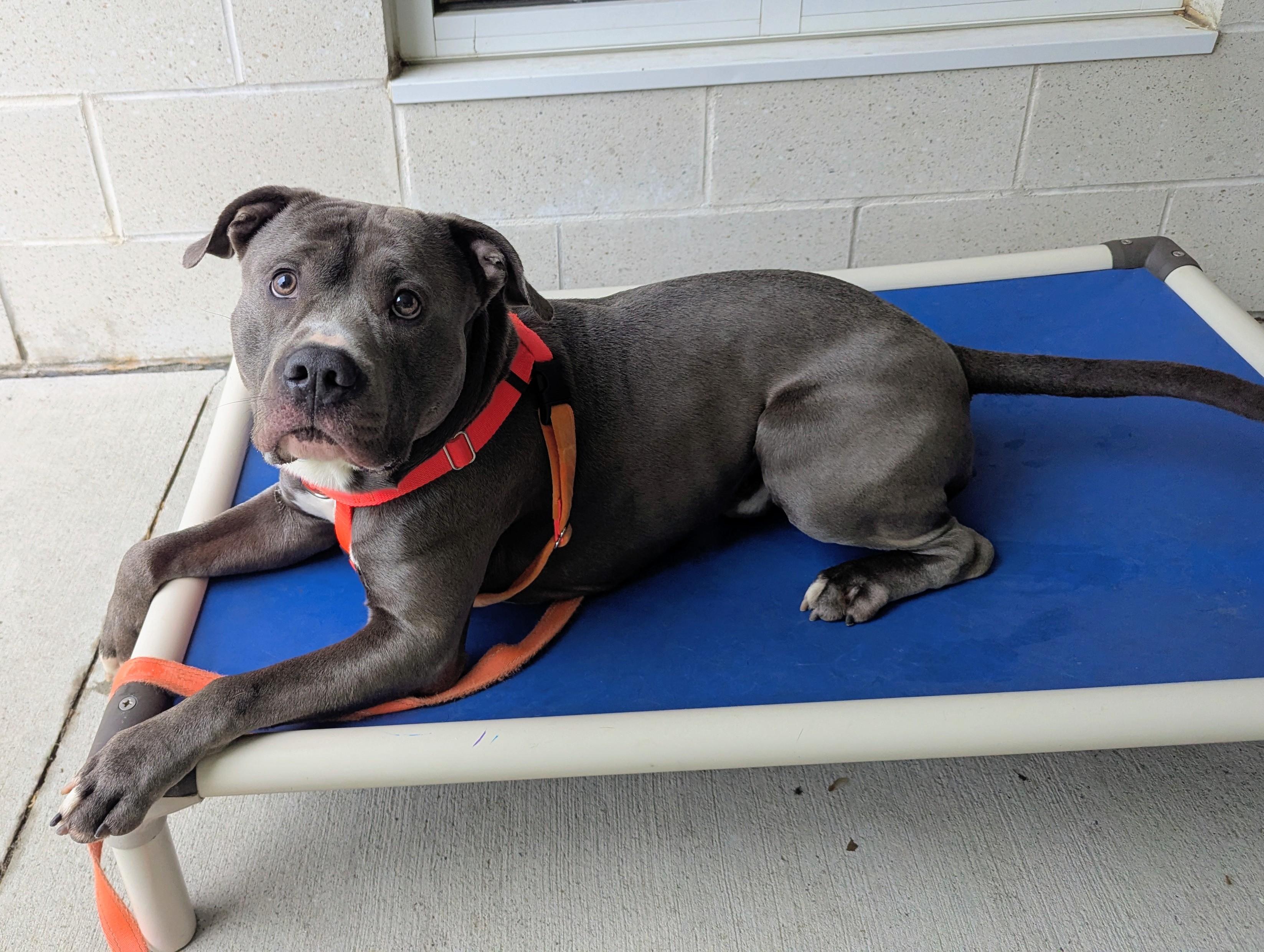 Logan, a ADOPTABLE mixed breed in Stratford, CT image 3/5