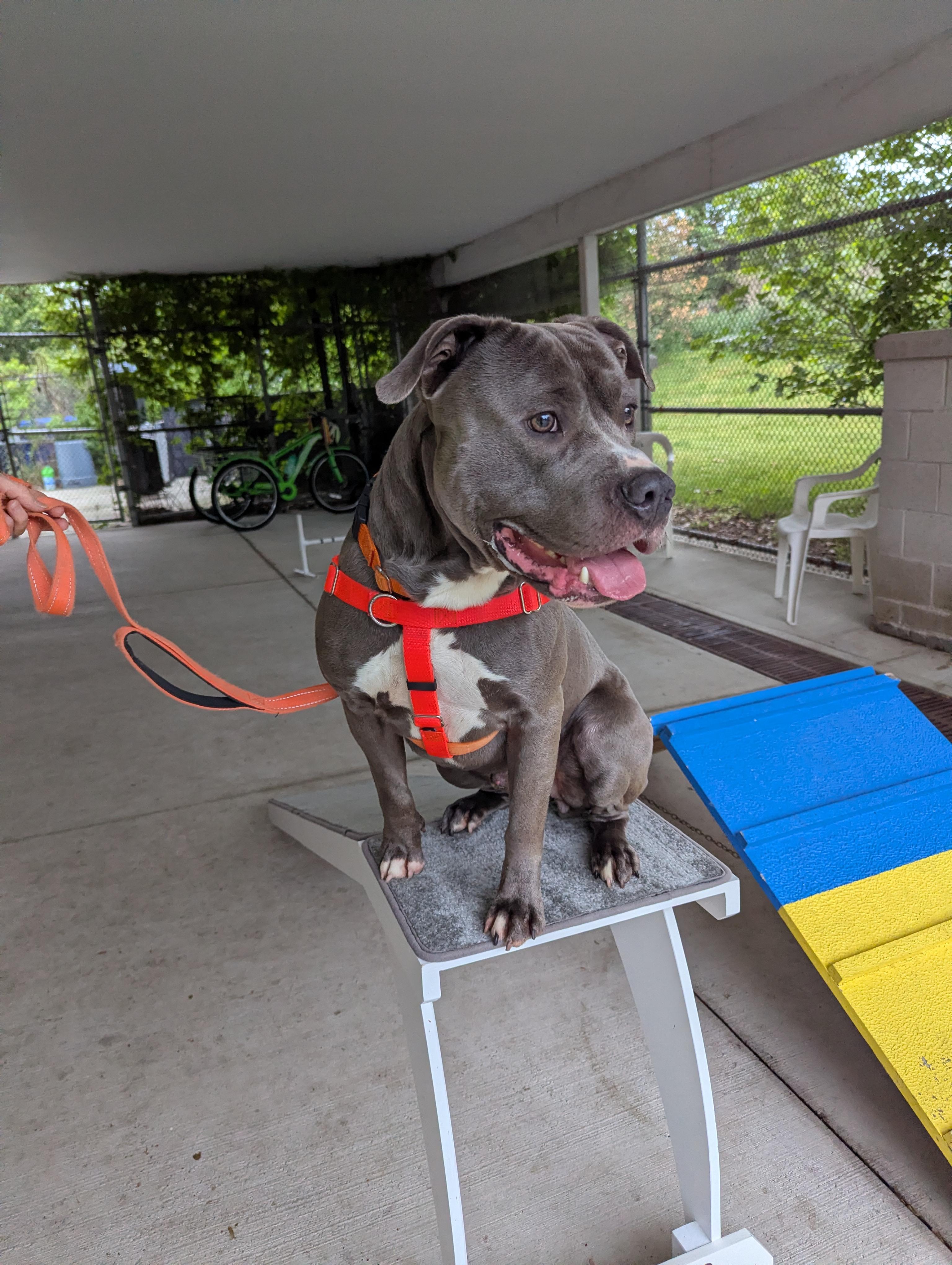 Logan, a ADOPTABLE mixed breed in Stratford, CT image 2/5