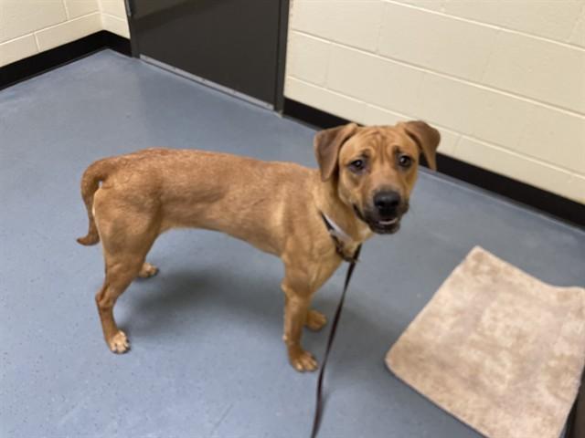 ATHENA, Adoptable, Young Female Labrador Retriever & Mixed Breed.