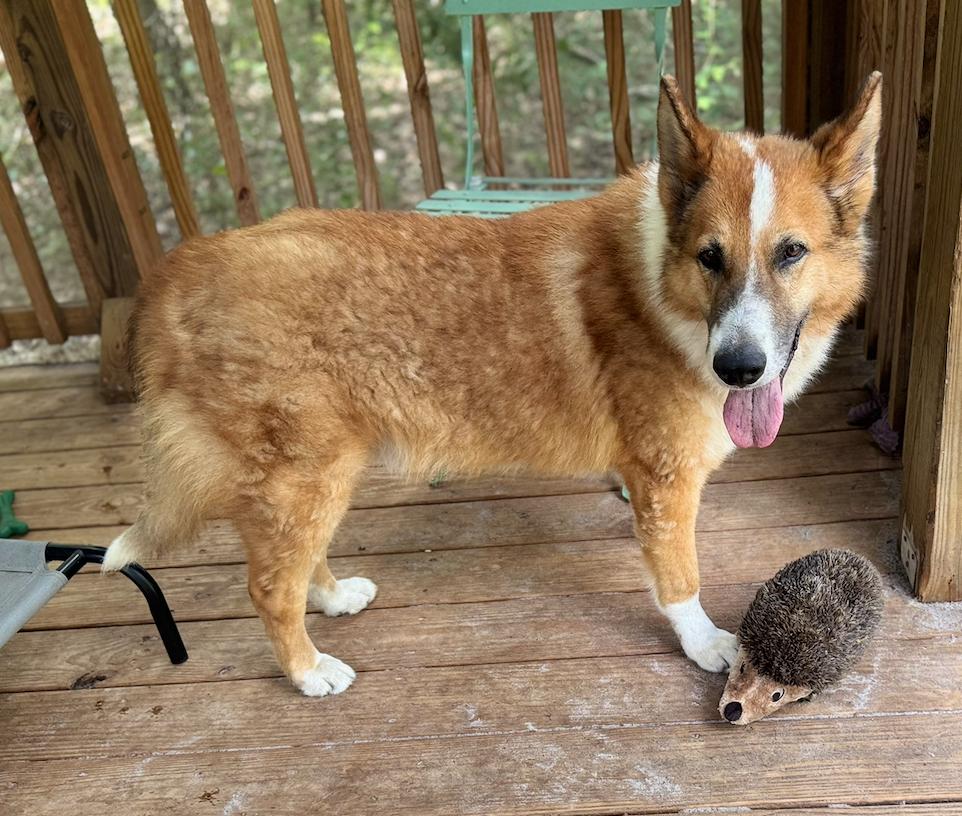 RICKY, Adoptable, Adult Male Collie.