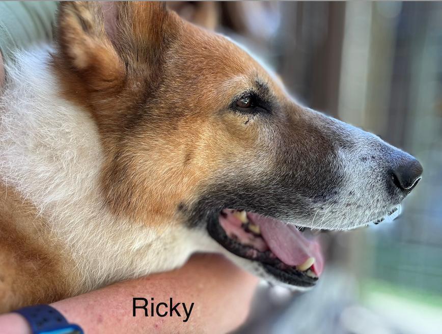 Enlarge RICKY, a Adoptable mixed breed in Gainesville, FL image 2/3