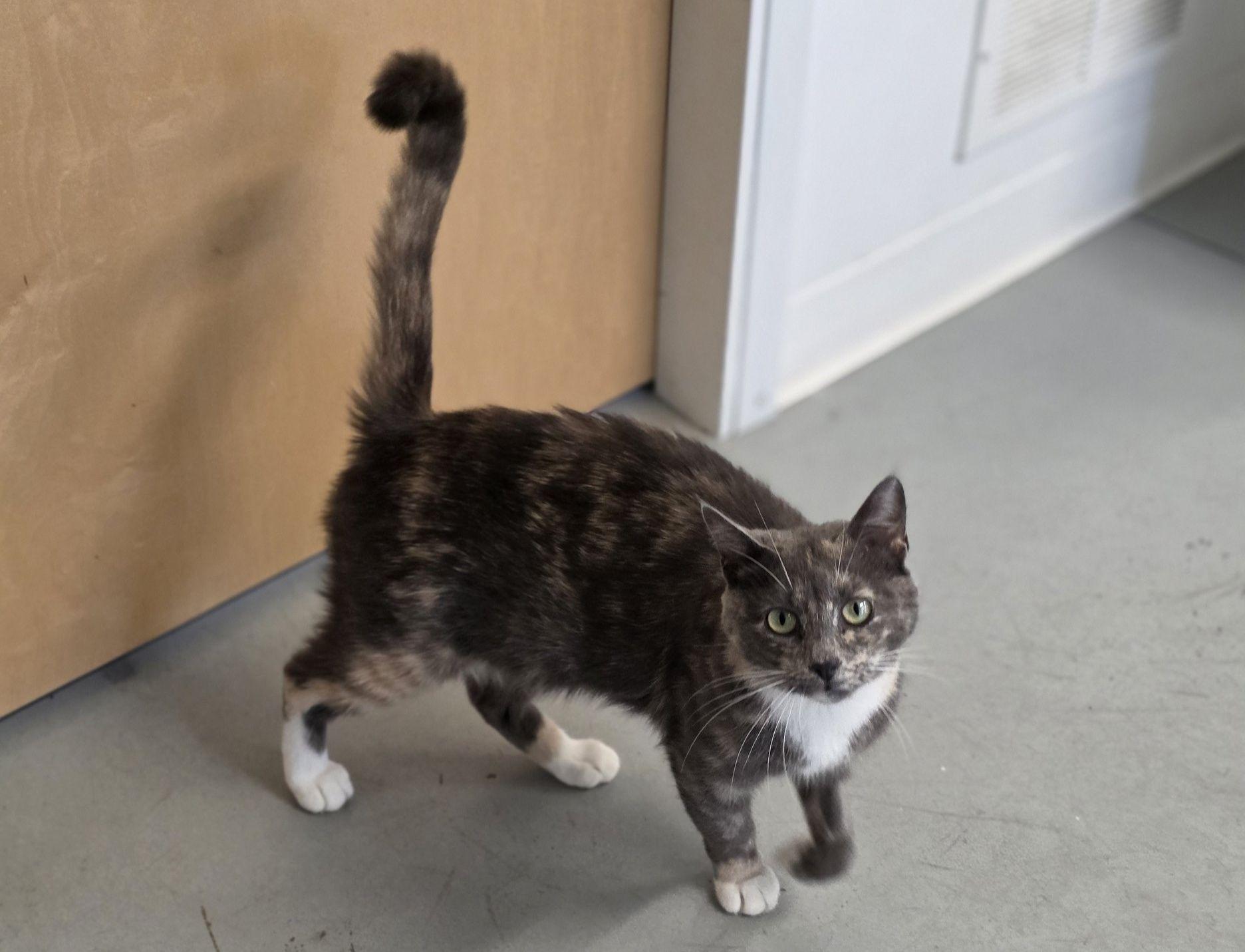Maria, ADOPTABLE, Adult Female Dilute Tortoiseshell.
