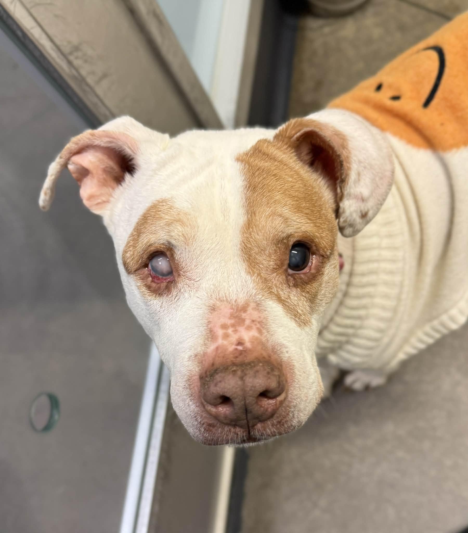 Enlarge Laya, a Adoptable mixed breed in Elizabethtown, NY image 1/1