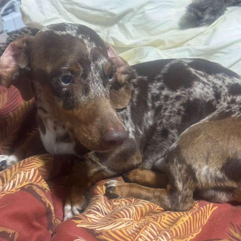 Enlarge Rambo, a ADOPTABLE Dachshund in Miami, FL image 2/3