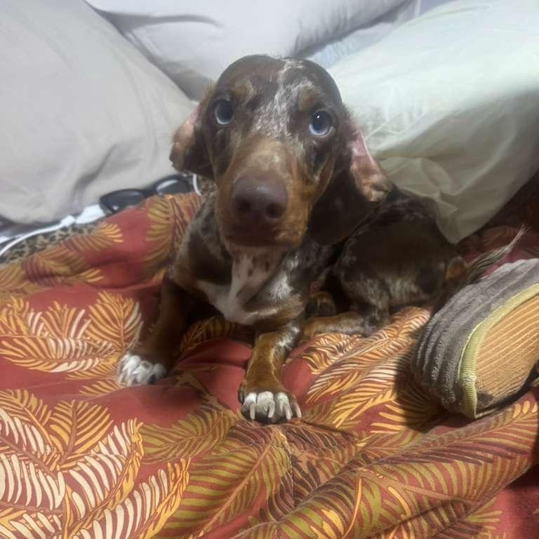 Enlarge Rambo, a ADOPTABLE Dachshund in Miami, FL image 3/3