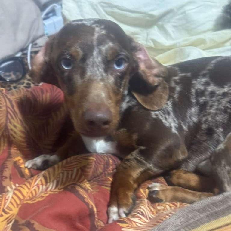Rambo, ADOPTABLE, Young Male Dachshund.