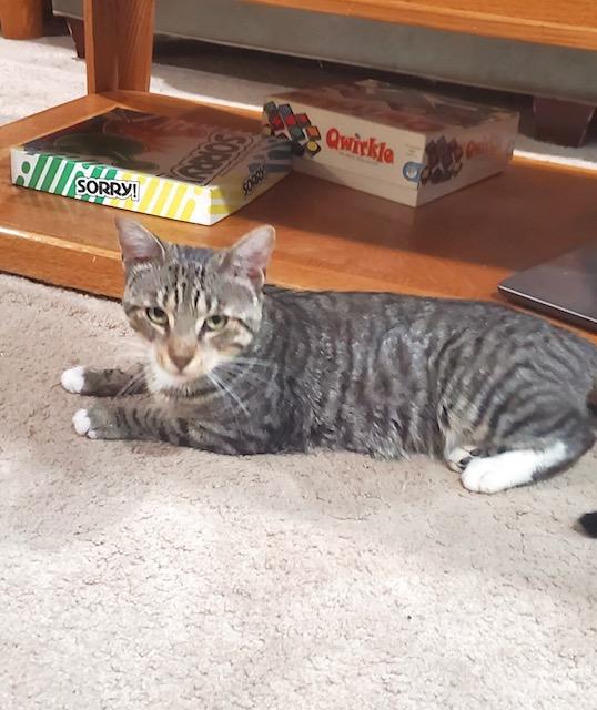 Enlarge Chill Bill, a Adoptable Tabby in Philadelphia, PA image 5/6