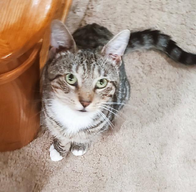 Enlarge Chill Bill, a Adoptable Tabby in Philadelphia, PA image 3/6