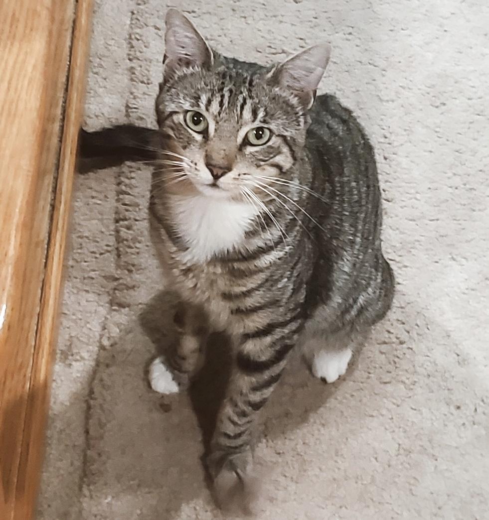 Enlarge Chill Bill, a Adoptable Tabby in Philadelphia, PA image 2/6