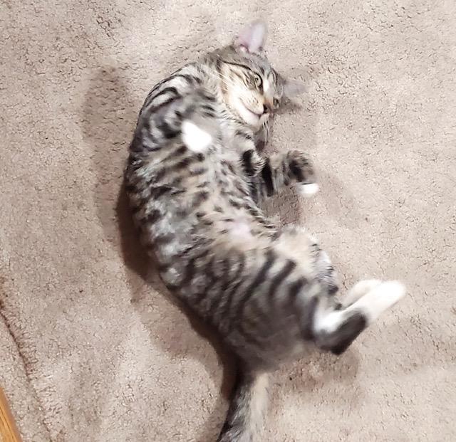 Enlarge Chill Bill, a Adoptable Tabby in Philadelphia, PA image 4/6