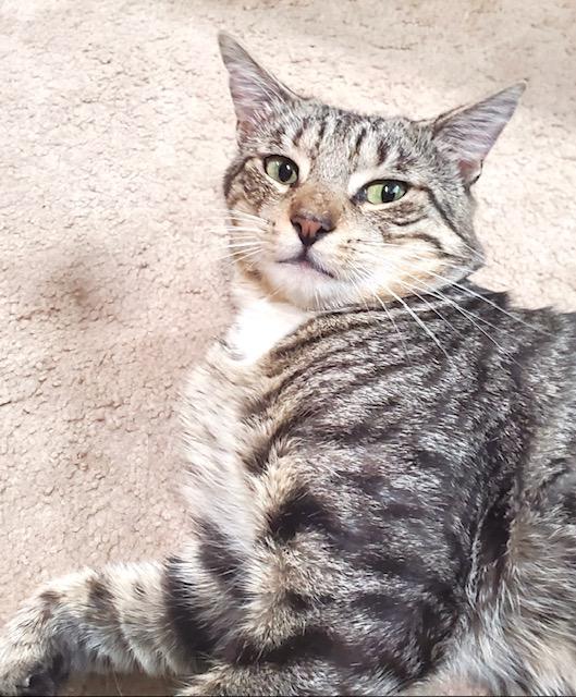 Chill Bill, Adoptable, Young Male Tabby.