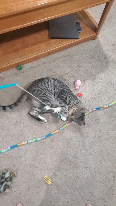 Enlarge Chill Bill, a Adoptable Tabby in Philadelphia, PA video 6/6