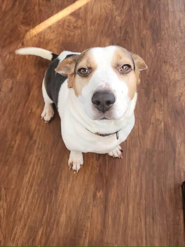Shiloh, Adoptable, Adult Male Basset Hound & Beagle.